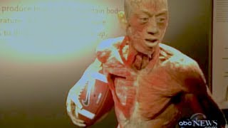 Shocking Bodies Exhibition Documentary Bodies Revealed [upl. by Betsey]