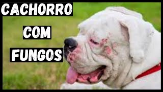 CACHORRO COM FUNGOS TRATAMENTO BARATO QUE FUNCIONA [upl. by Weslee343]