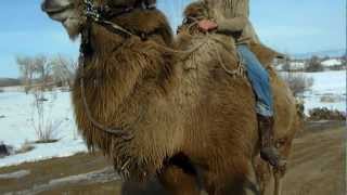 bactrian camel ride [upl. by Dorn]