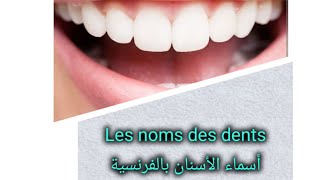 تعلم أسماء الأسنان بالفرنسية [upl. by Plossl]