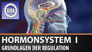 Trailer  Hormonsystem I  Grundlagen der Regulation  Biologie  Schulfilm [upl. by Kevyn]