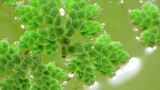 azolla tiny aquatic fern time lapse with Canon SX1 and pclix [upl. by Tisbee]