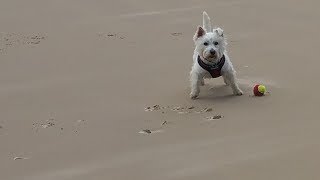 Arriving at Dunnet Bay CampCC  Westies Tour Scotland 2017  Day 9 [upl. by Dryfoos]