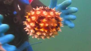 Pufferfish vs Porcupinefish Puffed Up [upl. by Chew]