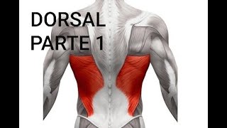 Ejercicio para el dorsal en casa para principiantes [upl. by Tolliver]