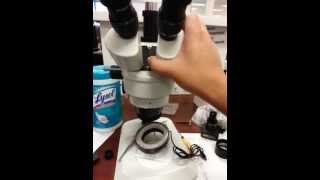 How to adjust for eye distance on Stereo Microscope [upl. by Mac934]