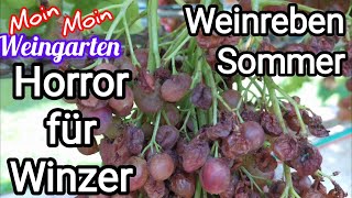 Weinrebe Sommer Trauben platzen und faulen Echter Mehltau schwarze Beeren [upl. by Piper]