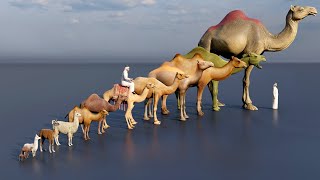 Camel size comparison animation animals [upl. by Fessuoy403]