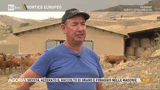 Sicilia siccita che uccide  Agorà Estate 17062024 [upl. by Wehttam]