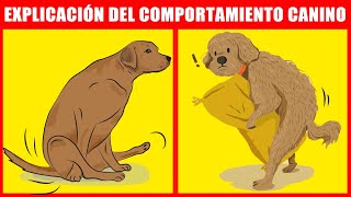 El significado de los 21 comportamientos más extraños de los perros [upl. by Rabma]