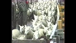 LAIRG NORTH COUNTRY CHEVIOT LAMB SALE AUGUST 1992 [upl. by Oscar]