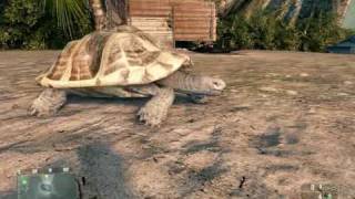 30 secs of inspiration from the crysis turtle [upl. by Sikleb412]