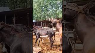 Funniest Donkey Ever Donkey Training the fun way 2934 [upl. by Eeniffar]