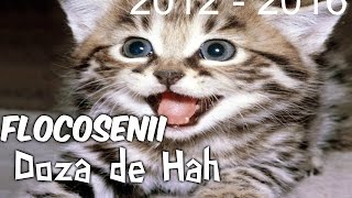 Flocosenii Doza de Has Ever 2012  2016 [upl. by Gesner]