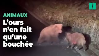 Cet ours des Pyrénées n’a laissé aucune chance à ce sanglier [upl. by Aiehtela48]