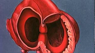 Heart embryology video [upl. by Aznofla622]