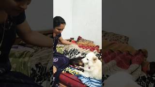 നായേ വളർത്തുനുണ്ടെങ്കിൽ ഇതുപോലെ വളർത്തണം cutedog dog funny loveshorts youtube [upl. by Ittak]