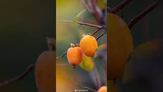 There are many good places to eat persimmons and admire persimmon trees in Qingdao [upl. by Bailey69]