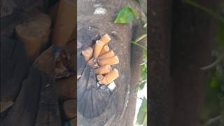 Amazing and scary  Ashtray on tree  third world tech  watch  subscribe  viral  trending [upl. by Sinoda315]