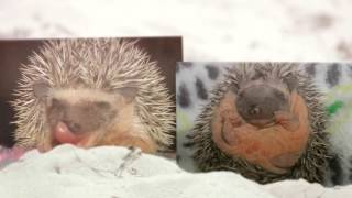 Hedgehogs For Sale 8636185212 or wwwHurricaneHedgehogscom 1 Hedgehogs For Sale [upl. by Yennek]