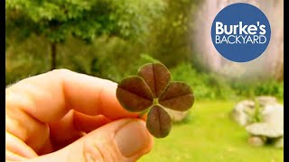 Fourleaf Clover How to grow your own lucky fourleaf clover [upl. by Elreath]