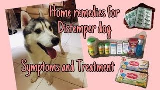 Home Remedies for Distemper Dog Symptoms and Treatment [upl. by Ignatzia]