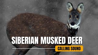 Siberian Musked Deer Calling Sound [upl. by Ciapha861]