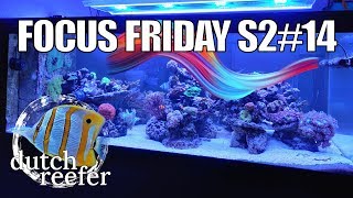 FF S214  Creating Optimal Flow in a Reef Tank [upl. by Themis]