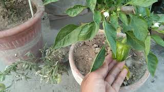 chilli plants update chilli rooftopgarden chilliplants kitchengardening organic plants terace [upl. by Scever618]