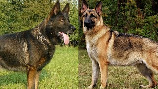 The Different Types of German Shepherds Which One Should You Get [upl. by Marinelli]