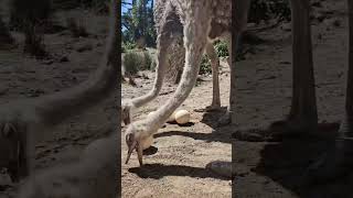 Ostriches Nesting Eggs [upl. by Mackey288]