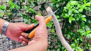 How to propagate Dracaena Marginata  Stem Cuttings of Dracaena Black Knight Plant of the Week [upl. by Herta]