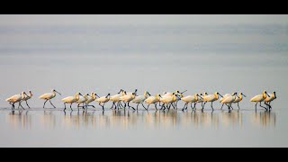 【台江】台江國家公園線上直播  七股賞鳥亭黑琵影像｜【Taijiang】Qigu Blackfaced Spoonbill Watching Pavilion Live Stream [upl. by Anecuza100]