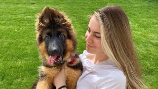 My New German Shepherd Puppy The First Month at Home [upl. by Faden]