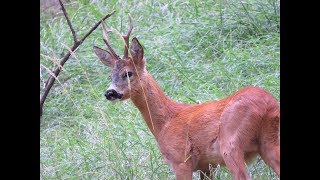 Il CAPRIOLO un amico delle nostre foreste [upl. by Niwdog321]