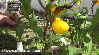 OrchidWeb  Cypripedium parviflorum var pubescens [upl. by Gelasias]