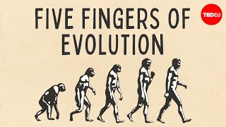 Five fingers of evolution  Paul Andersen [upl. by Anavi489]