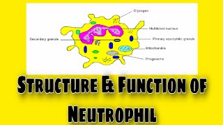 Neutrophils Structure amp FunctionEnglish [upl. by Sisenej]