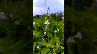 Bunga Genus Lindernia GenusLindernia love song bollywood [upl. by Lissa661]