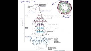 Spermatogenesis [upl. by Brew532]