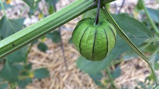 Backyard Garden Update  Growing Food in the Desert [upl. by Adliw]