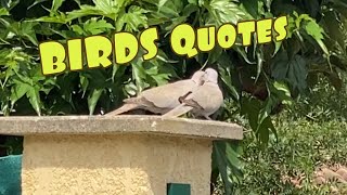 Birds Quotes [upl. by Eemaj]