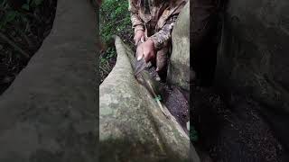 Traps trap bushcraft alanhdva [upl. by Ecydnak]