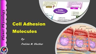 Cell Adhesion Molecules CAMs [upl. by Aissatan]