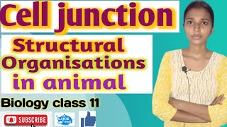 cell junction structural organisations in animal Biology class 11  NEET UP board [upl. by Dorise]