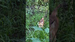 Wild Fox 🦊 Barks At Me And Gets To Close wildlife nature youtubeshorts trending photography [upl. by Huberty]