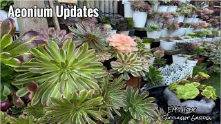 Aeonium Updates [upl. by Ardnalac]