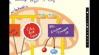 Mitochondria and Cell Respiration Diagram [upl. by Ibbor]