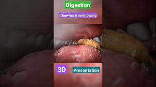 Digestive system  gastrointestinal  physiology anatomy mbbs love neet doctor [upl. by Eiramannod]