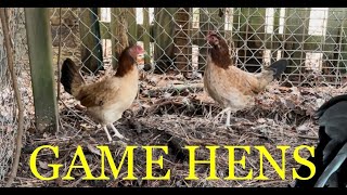 Game Hen Video [upl. by Cheatham577]